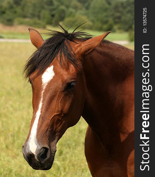 Beautiful brown horse on green lawn or meadow