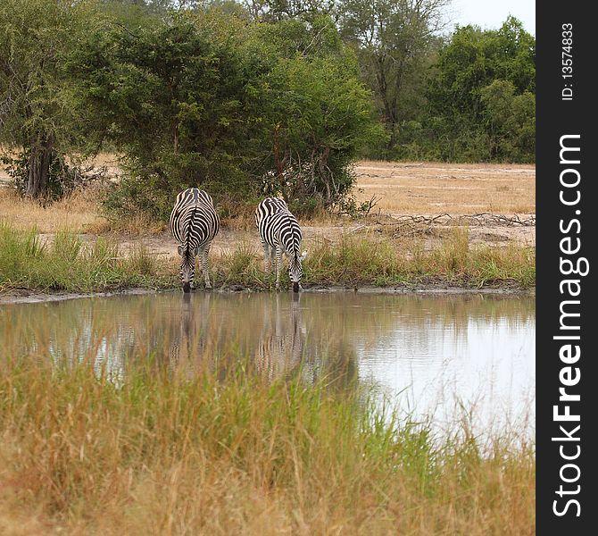 Zebra in Sabi Sand Reserve