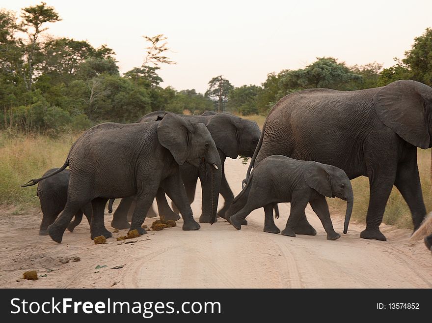 Elephants in the Sabi Sands Private Game Reserve, South Africa