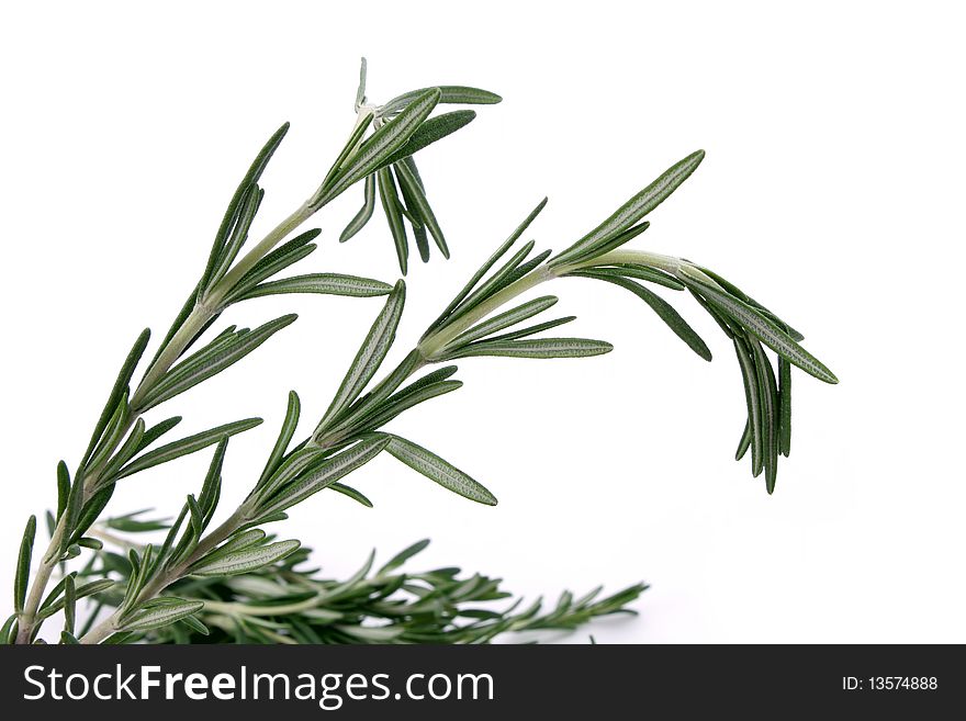 Fresh rosemary leaves. Isolated on white background.