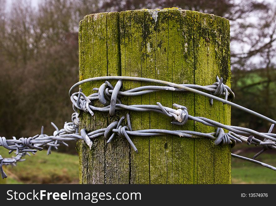 Barbed wire around a green moss covered fence post