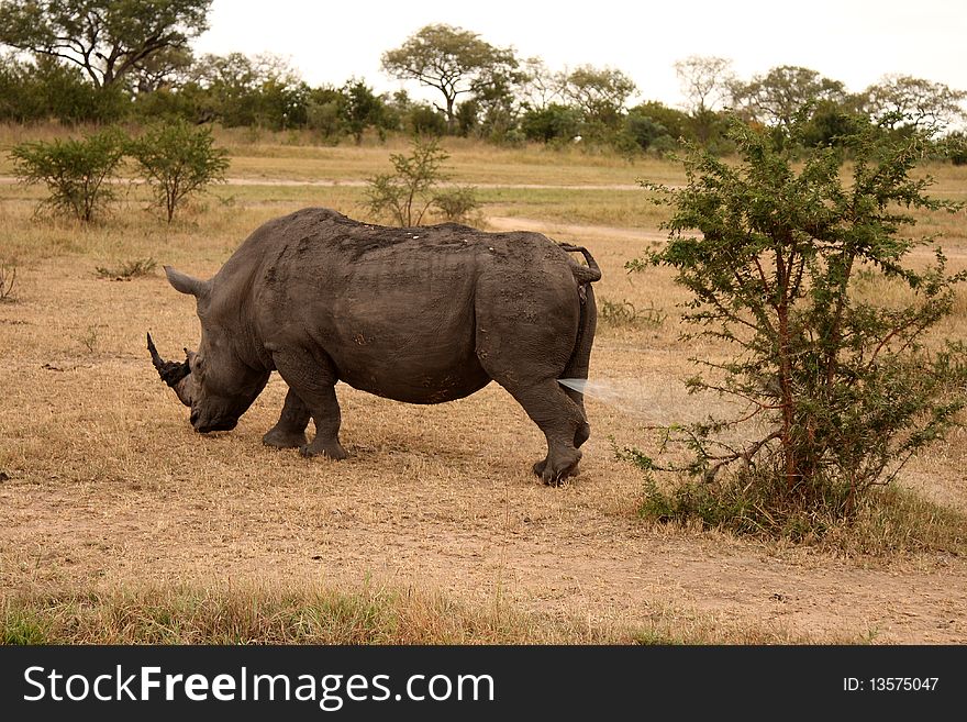 Rhino in Sabi Sand |Reserve, South Africa. Rhino in Sabi Sand |Reserve, South Africa