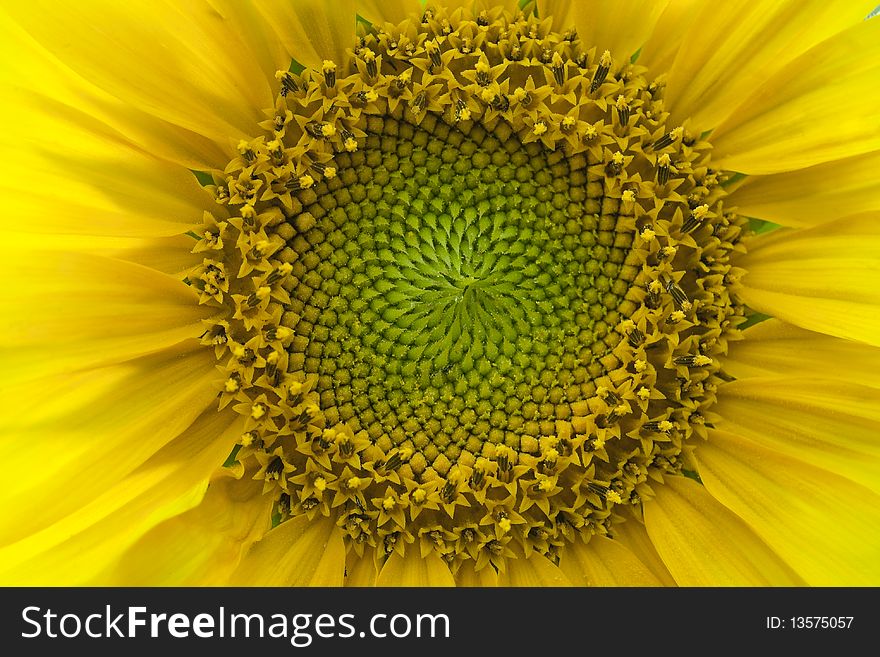 Close up of gorgeous sunflower