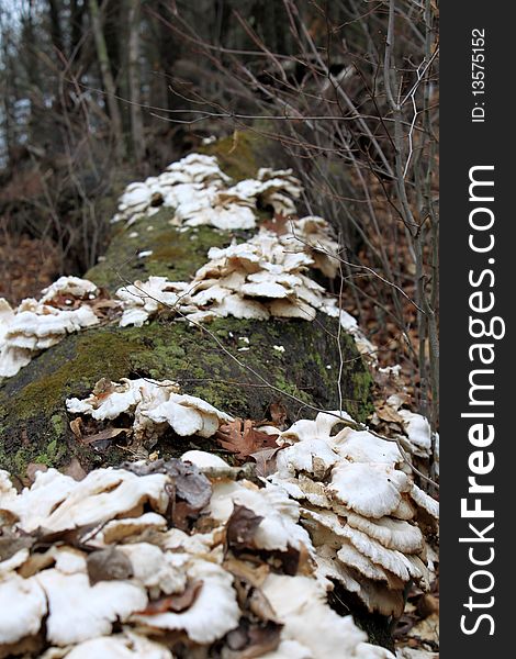 White fungus on long rotten log