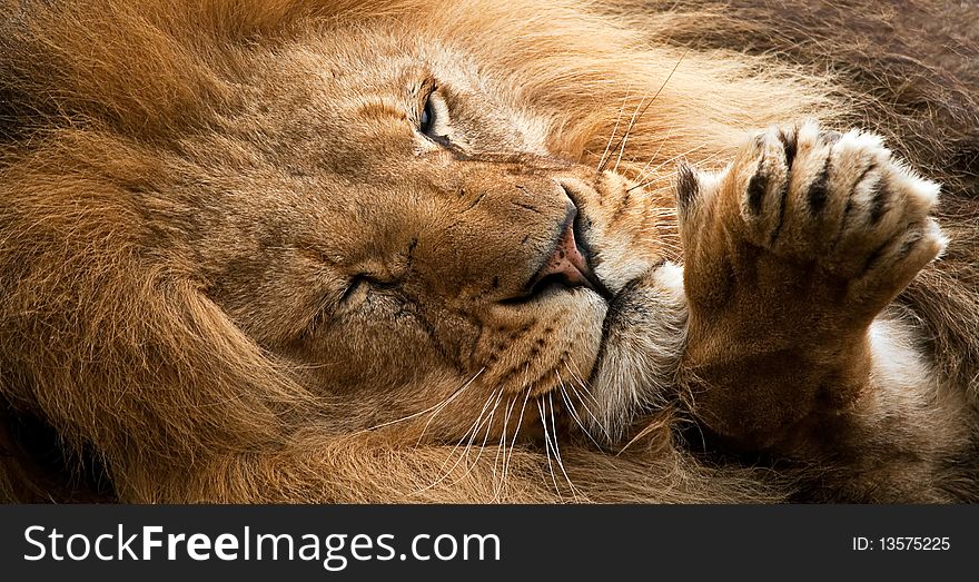 Lion resting with paw out