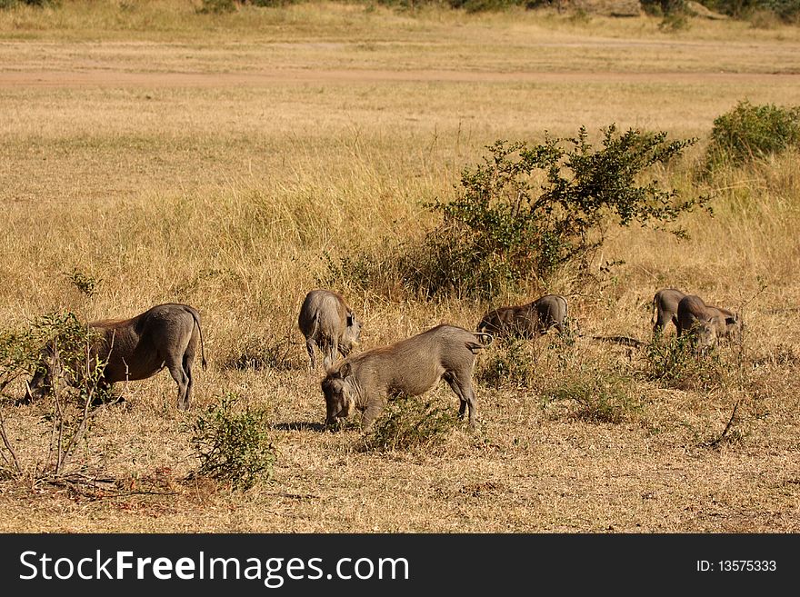 Warthogs in Sabi Sand Game Reserve, South Africa. Warthogs in Sabi Sand Game Reserve, South Africa