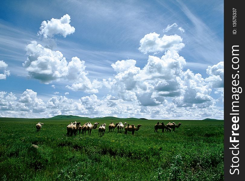 Green meadow in Bashang grassland, Chengde, China. Green meadow in Bashang grassland, Chengde, China.