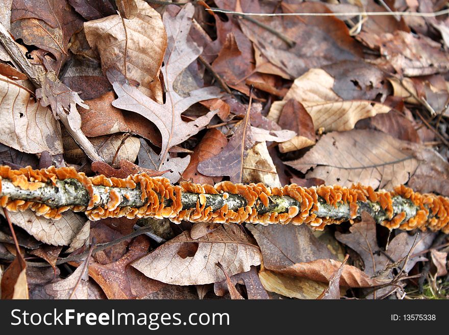 Yellow orange fungus spiraling around branch on a bed of leaves. Yellow orange fungus spiraling around branch on a bed of leaves