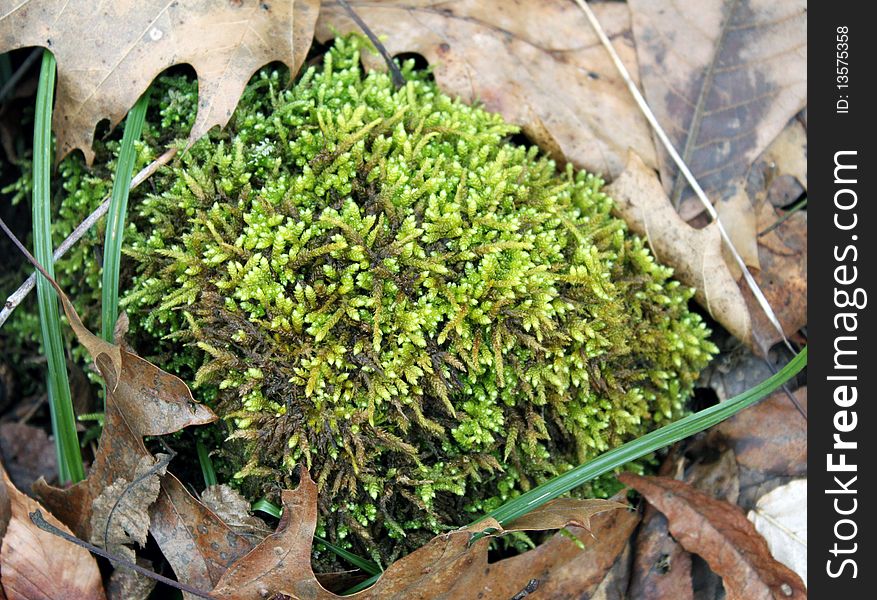 Bright green moss tuft amidst blades of green grass and fall leaves