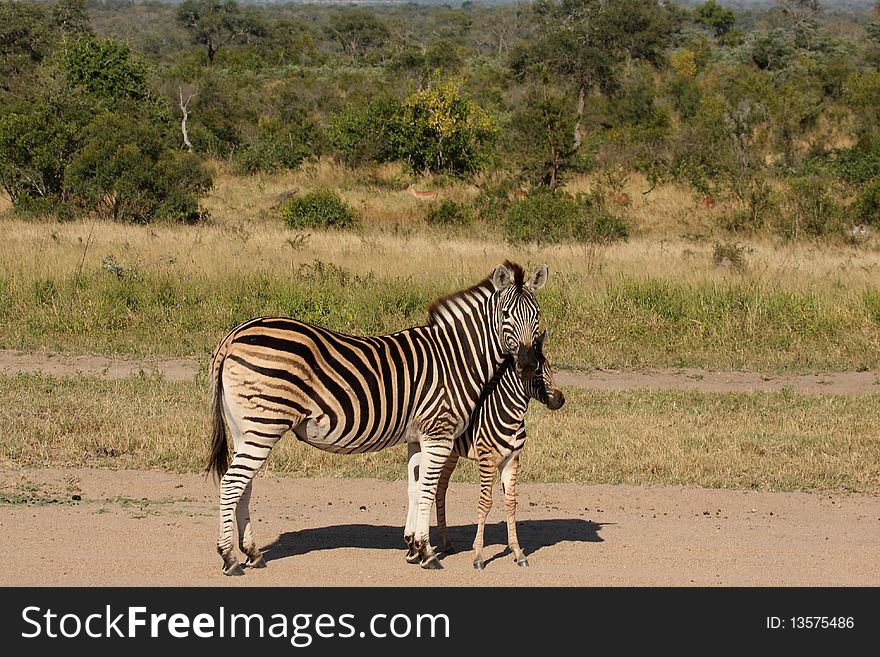 Zebra in Sabi Sand Reserve, South Africa