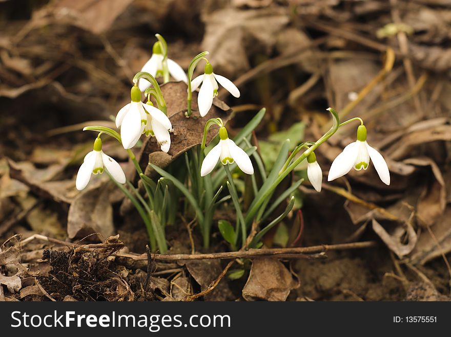 First snowdrops grow through the death leafs. Shallow deep of field.