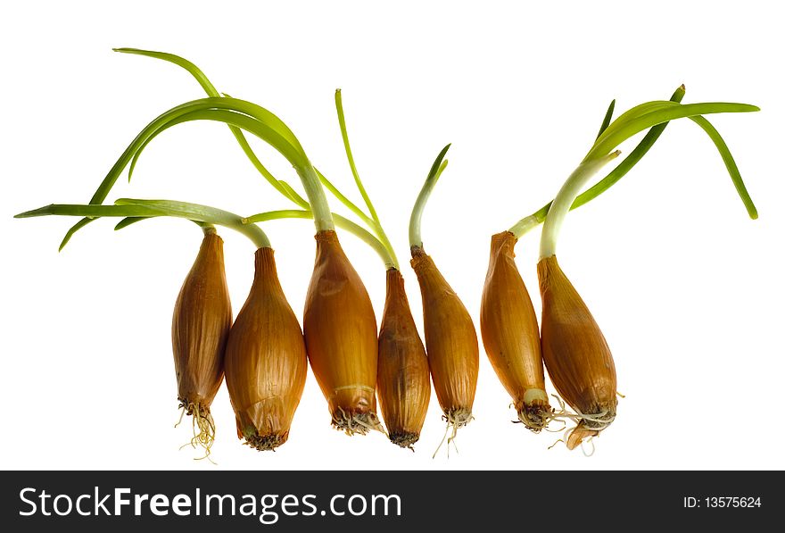Germinate onion with peel isolated on white background