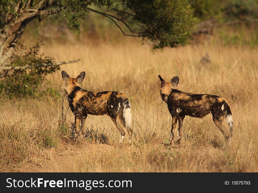 Wild Dogs In Soouth Africa