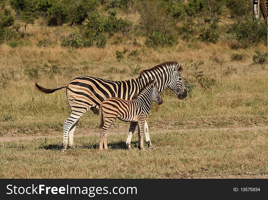 Zebra In Sabi Sand Reserve