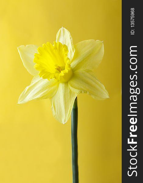 Daffodil single shot isolated on a yellow background. Daffodil single shot isolated on a yellow background