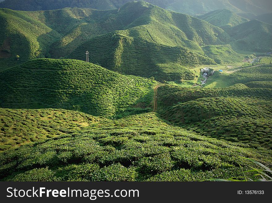 A green lung of tea plantation