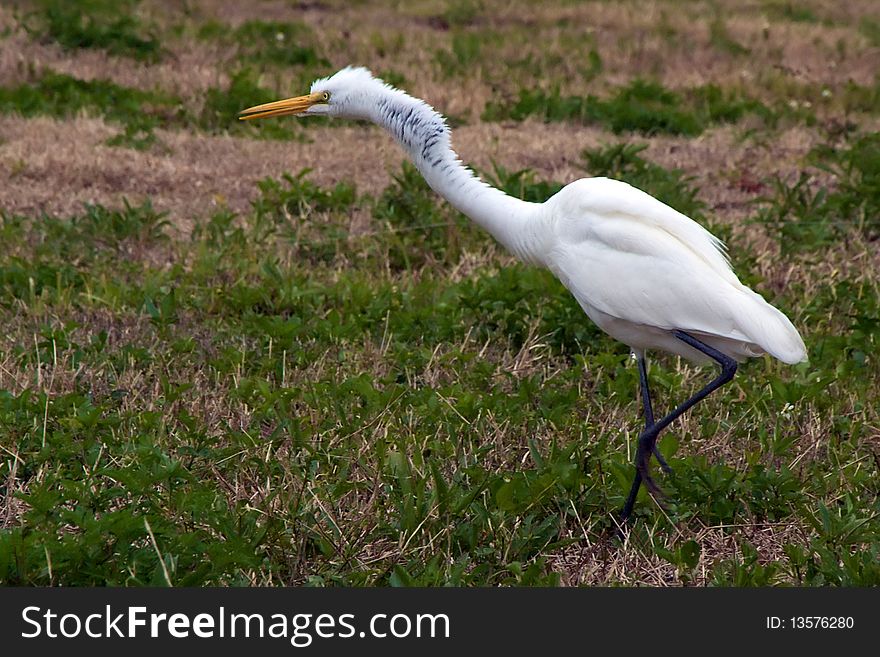 Great white heron attacking