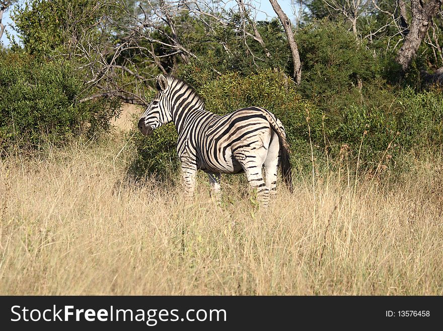 Zebra in Sabi Sand Reserve, South Africa
