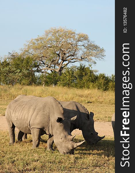 Rhino in Sabi Sand, South Africa