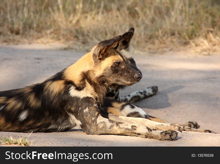 Wild dogs (painted) in Sabi Sand, South Africa. Wild dogs (painted) in Sabi Sand, South Africa