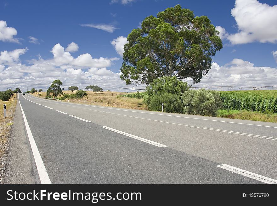 Empty countryside road among trees and fields at summer day (Freedom concept)