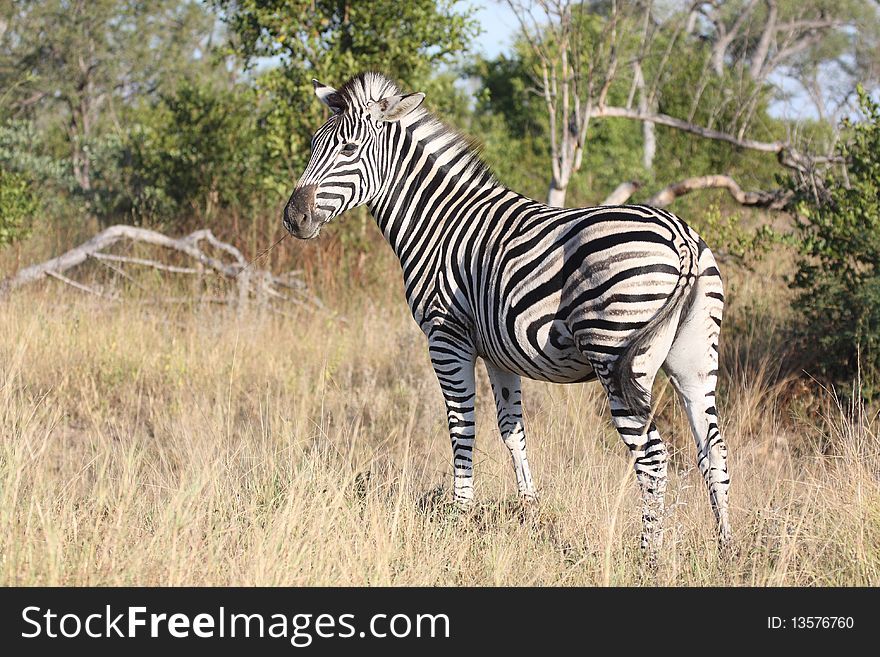 Zebra in Sabi Sand, South Africa. Zebra in Sabi Sand, South Africa
