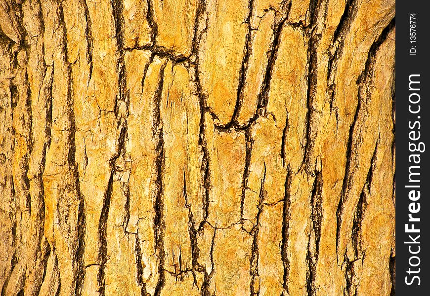 Texture of the stem of a tree. Texture of the stem of a tree