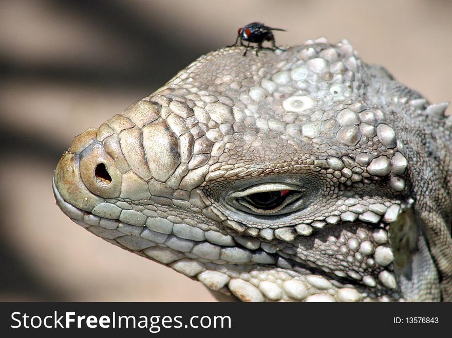 Fly sitting on the head of an iguana. Fly sitting on the head of an iguana