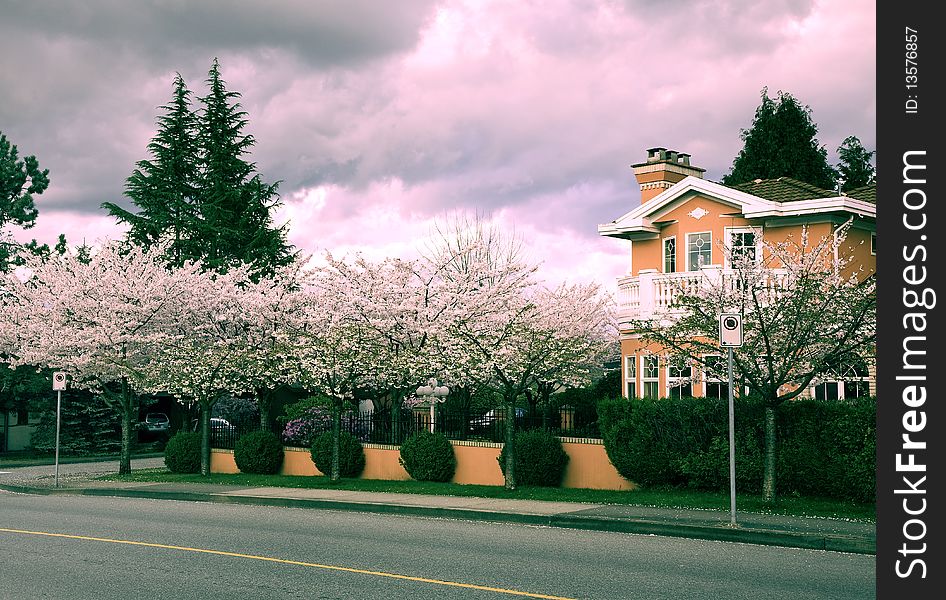 A residential street with Cherry Blossoms