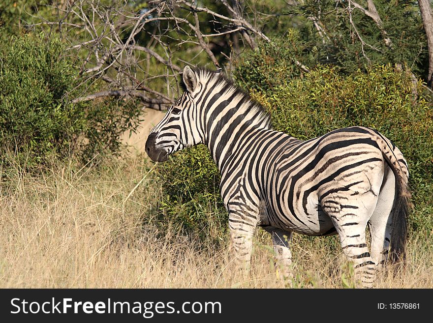 Zebra in sabi sands, south africa