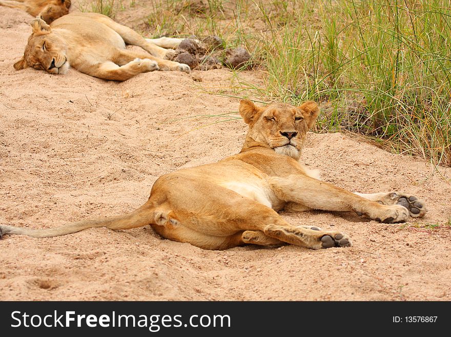 Lions In The Sabi Sand Game Reserve