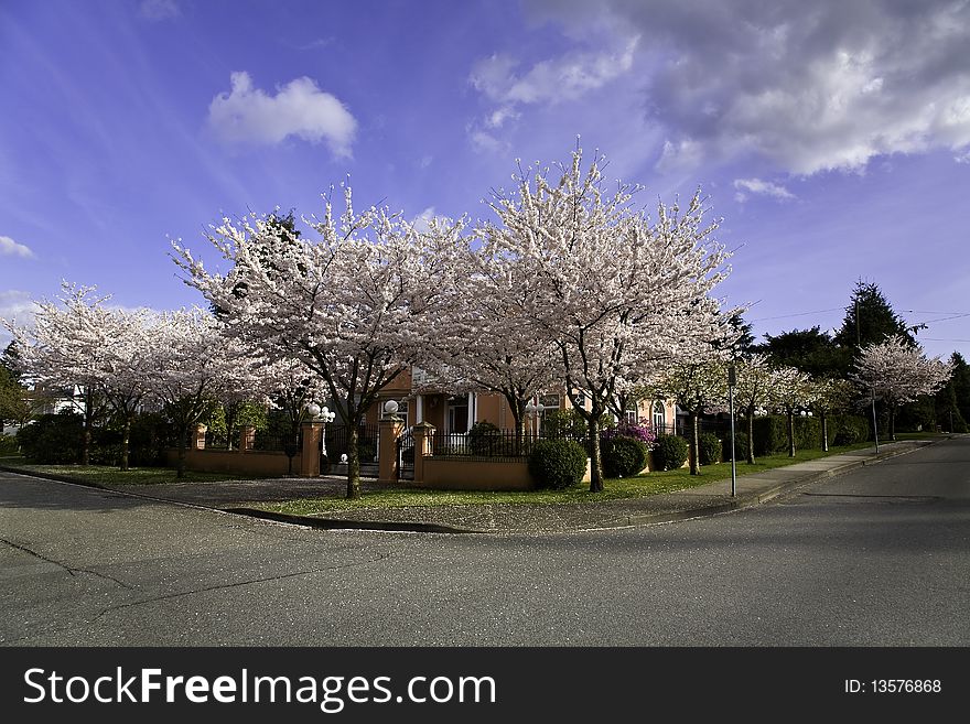 A residential street with Cherry Blossoms on blue sky