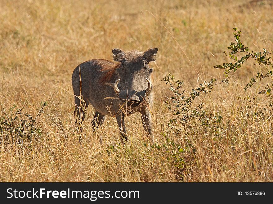 Warthog In Sabi Sands Safari