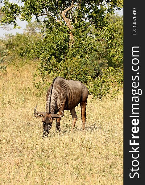 Blue Wildebeest In Sabi Sand Game Reserve