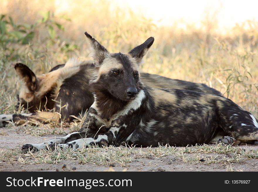 Wild dogs (painted) in Sabi Sand, South Africa. Wild dogs (painted) in Sabi Sand, South Africa