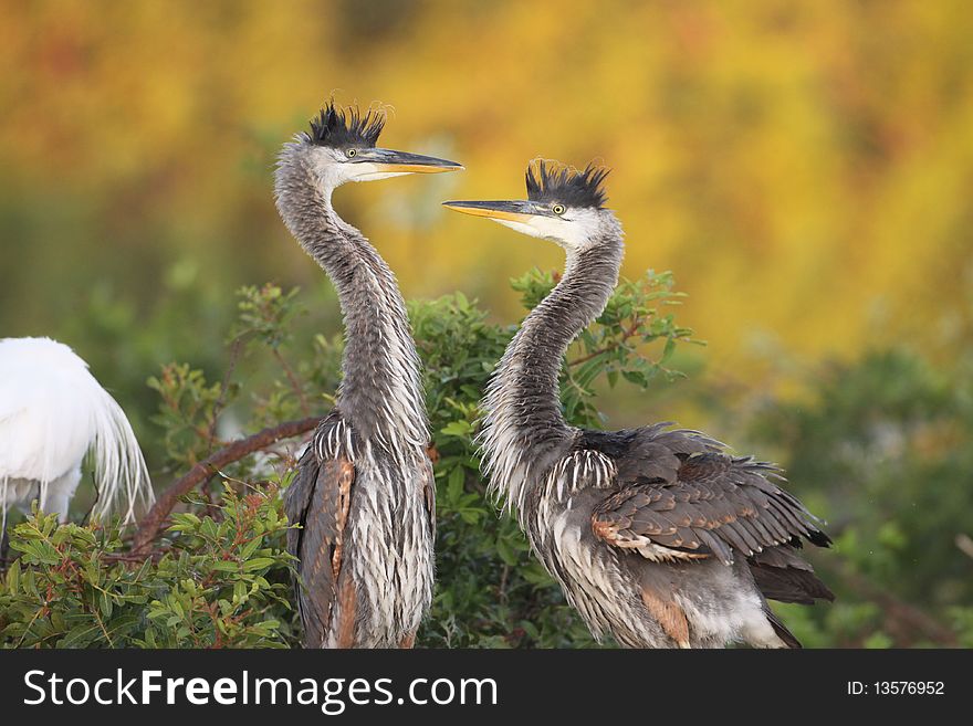 Great Blue Heron Chicks