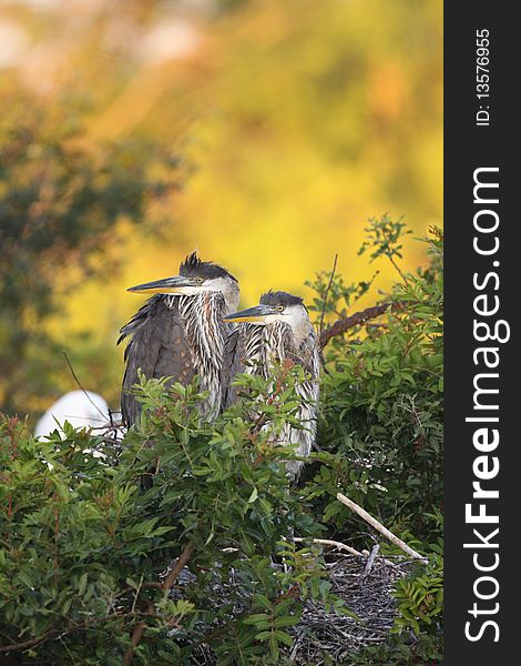 Two young Great Blue Herons at Venice Rookery, Florida. Two young Great Blue Herons at Venice Rookery, Florida.