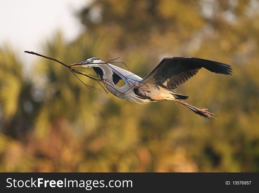 An adult Great Blue Heron bringing nesting material back to its nest at the Venice Rookery, Florida. An adult Great Blue Heron bringing nesting material back to its nest at the Venice Rookery, Florida.