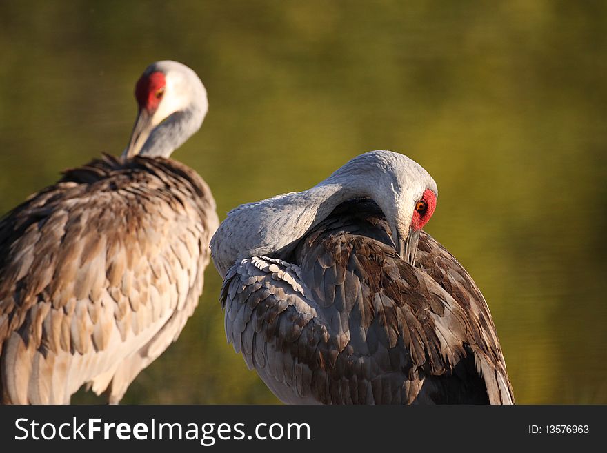 A pair of Sandhill Cranes preening at the Venice Rookery, Florida. A pair of Sandhill Cranes preening at the Venice Rookery, Florida.