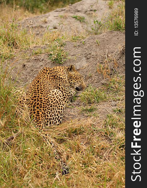 Leopard in Sabi Sand Private Reserve, South Africa