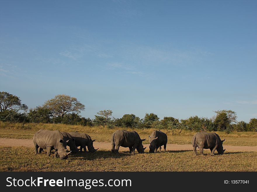 Rhino In Sabi Sand, South Africa