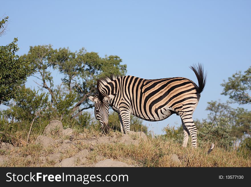 Zebras in Sabi Sands Game Reserve, South Africa