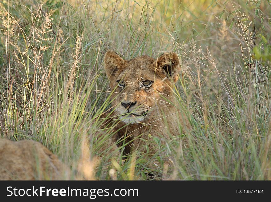 Lions In The Sabi Sand Game Reserve