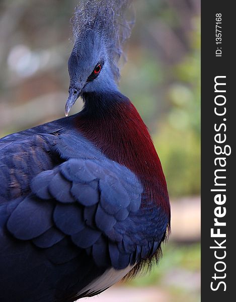 Grey Peacock or bird in garden