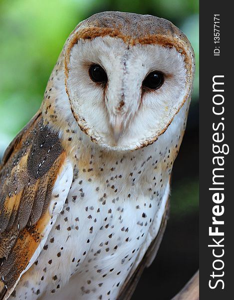 White love shape face owl