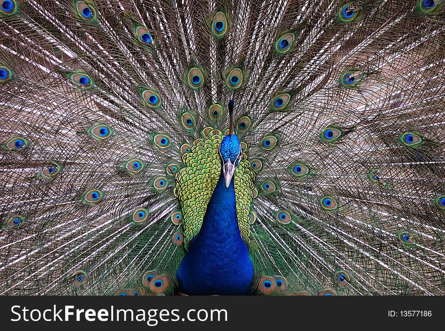 Peacock with very beautiful tails