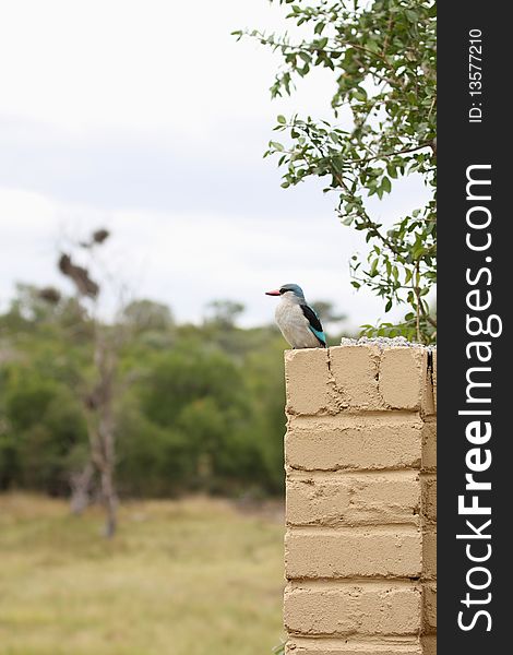 African Kingfisher Perched on wall, south africa. African Kingfisher Perched on wall, south africa