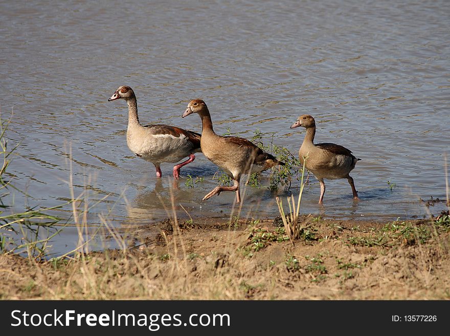 Swimming Egyptian Geese; South Africa. Swimming Egyptian Geese; South Africa