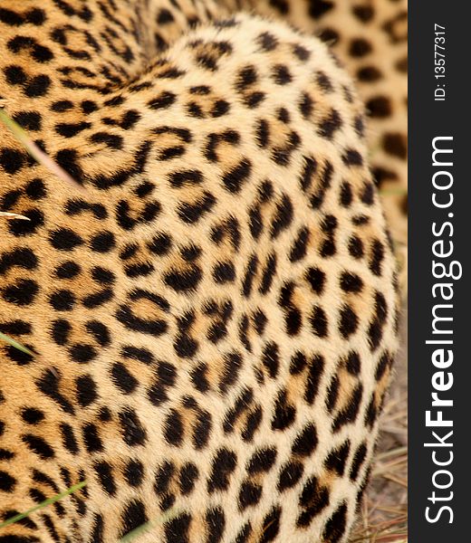 Leopard in Sabi Sand Private Reserve, South Africa