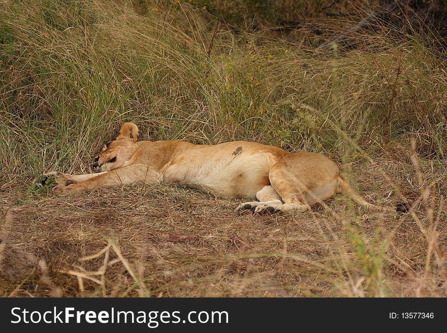 Lions In The Sabi Sand Game Reserve